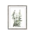 Picture of Eucalyptus Growing I _GroupedProduct_Rectangle_Portrait_Framed_Matted_
