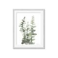 Picture of Eucalyptus Growing I _GroupedProduct_Rectangle_Portrait_Framed_Matted_