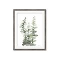 Picture of Eucalyptus Growing I _GroupedProduct_Rectangle_Portrait_Framed_Matted_