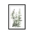 Picture of Eucalyptus Growing I _GroupedProduct_Rectangle_Portrait_Framed_Matted_