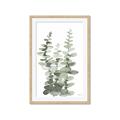 Picture of Eucalyptus Growing I _GroupedProduct_Rectangle_Portrait_Framed_Matted_
