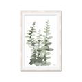 Picture of Eucalyptus Growing I _GroupedProduct_Rectangle_Portrait_Framed_Matted_