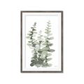 Picture of Eucalyptus Growing I _GroupedProduct_Rectangle_Portrait_Framed_Matted_