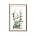 Picture of Eucalyptus Growing I _GroupedProduct_Rectangle_Portrait_Framed_Matted_