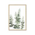 Picture of Eucalyptus Growing II  _GroupedProduct_Rectangle_Portrait_Framed_Matted_