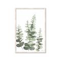 Picture of Eucalyptus Growing II  _GroupedProduct_Rectangle_Portrait_Framed_Matted_