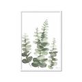 Picture of Eucalyptus Growing II  _GroupedProduct_Rectangle_Portrait_Framed_Matted_