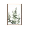 Picture of Eucalyptus Growing II  _GroupedProduct_Rectangle_Portrait_Framed_Matted_