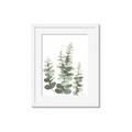Picture of Eucalyptus Growing II  _GroupedProduct_Rectangle_Portrait_Framed_Matted_