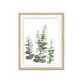 Picture of Eucalyptus Growing II  _GroupedProduct_Rectangle_Portrait_Framed_Matted_