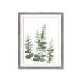 Picture of Eucalyptus Growing II  _GroupedProduct_Rectangle_Portrait_Framed_Matted_