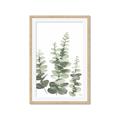 Picture of Eucalyptus Growing II  _GroupedProduct_Rectangle_Portrait_Framed_Matted_