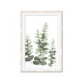 Picture of Eucalyptus Growing II  _GroupedProduct_Rectangle_Portrait_Framed_Matted_
