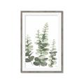 Picture of Eucalyptus Growing II  _GroupedProduct_Rectangle_Portrait_Framed_Matted_