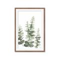 Picture of Eucalyptus Growing II  _GroupedProduct_Rectangle_Portrait_Framed_Matted_