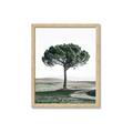 Picture of The Only Tree _GroupedProduct_Rectangle_Portrait_Photography _GroupedProduct_Rectangle_Portrait_Framed_Matted_