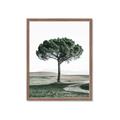 Picture of The Only Tree _GroupedProduct_Rectangle_Portrait_Photography _GroupedProduct_Rectangle_Portrait_Framed_Matted_