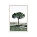 Picture of The Only Tree _GroupedProduct_Rectangle_Portrait_Photography _GroupedProduct_Rectangle_Portrait_Framed_Matted_