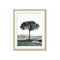 Picture of The Only Tree _GroupedProduct_Rectangle_Portrait_Photography _GroupedProduct_Rectangle_Portrait_Framed_Matted_