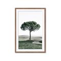 Picture of The Only Tree _GroupedProduct_Rectangle_Portrait_Photography _GroupedProduct_Rectangle_Portrait_Framed_Matted_