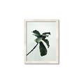 Picture of Green Sprout white _GroupedProduct_Rectangle_Portrait_Photography _GroupedProduct_Rectangle_Portrait_Framed_Matted_
