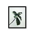 Picture of Green Sprout white _GroupedProduct_Rectangle_Portrait_Photography _GroupedProduct_Rectangle_Portrait_Framed_Matted_