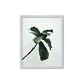Picture of Green Sprout white _GroupedProduct_Rectangle_Portrait_Photography _GroupedProduct_Rectangle_Portrait_Framed_Matted_