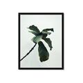 Picture of Green Sprout white _GroupedProduct_Rectangle_Portrait_Photography _GroupedProduct_Rectangle_Portrait_Framed_Matted_