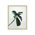 Picture of Green Sprout white _GroupedProduct_Rectangle_Portrait_Photography _GroupedProduct_Rectangle_Portrait_Framed_Matted_