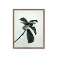 Picture of Green Sprout white _GroupedProduct_Rectangle_Portrait_Photography _GroupedProduct_Rectangle_Portrait_Framed_Matted_