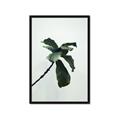 Picture of Green Sprout white _GroupedProduct_Rectangle_Portrait_Photography _GroupedProduct_Rectangle_Portrait_Framed_Matted_
