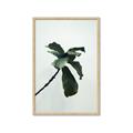Picture of Green Sprout white _GroupedProduct_Rectangle_Portrait_Photography _GroupedProduct_Rectangle_Portrait_Framed_Matted_