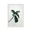 Picture of Green Sprout white _GroupedProduct_Rectangle_Portrait_Photography _GroupedProduct_Rectangle_Portrait_Framed_Matted_