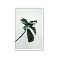 Picture of Green Sprout white _GroupedProduct_Rectangle_Portrait_Photography _GroupedProduct_Rectangle_Portrait_Framed_Matted_