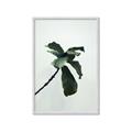 Picture of Green Sprout white _GroupedProduct_Rectangle_Portrait_Photography _GroupedProduct_Rectangle_Portrait_Framed_Matted_