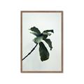 Picture of Green Sprout white _GroupedProduct_Rectangle_Portrait_Photography _GroupedProduct_Rectangle_Portrait_Framed_Matted_