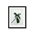 Picture of Green Sprout white _GroupedProduct_Rectangle_Portrait_Photography _GroupedProduct_Rectangle_Portrait_Framed_Matted_