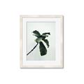 Picture of Green Sprout white _GroupedProduct_Rectangle_Portrait_Photography _GroupedProduct_Rectangle_Portrait_Framed_Matted_