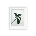 Picture of Green Sprout white _GroupedProduct_Rectangle_Portrait_Photography _GroupedProduct_Rectangle_Portrait_Framed_Matted_