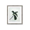 Picture of Green Sprout white _GroupedProduct_Rectangle_Portrait_Photography _GroupedProduct_Rectangle_Portrait_Framed_Matted_