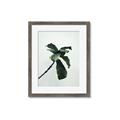 Picture of Green Sprout white _GroupedProduct_Rectangle_Portrait_Photography _GroupedProduct_Rectangle_Portrait_Framed_Matted_
