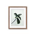 Picture of Green Sprout white _GroupedProduct_Rectangle_Portrait_Photography _GroupedProduct_Rectangle_Portrait_Framed_Matted_
