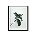 Picture of Green Sprout white _GroupedProduct_Rectangle_Portrait_Photography _GroupedProduct_Rectangle_Portrait_Framed_Matted_