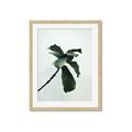 Picture of Green Sprout white _GroupedProduct_Rectangle_Portrait_Photography _GroupedProduct_Rectangle_Portrait_Framed_Matted_