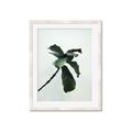 Picture of Green Sprout white _GroupedProduct_Rectangle_Portrait_Photography _GroupedProduct_Rectangle_Portrait_Framed_Matted_