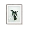 Picture of Green Sprout white _GroupedProduct_Rectangle_Portrait_Photography _GroupedProduct_Rectangle_Portrait_Framed_Matted_