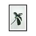 Picture of Green Sprout white _GroupedProduct_Rectangle_Portrait_Photography _GroupedProduct_Rectangle_Portrait_Framed_Matted_