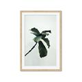 Picture of Green Sprout white _GroupedProduct_Rectangle_Portrait_Photography _GroupedProduct_Rectangle_Portrait_Framed_Matted_