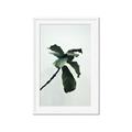 Picture of Green Sprout white _GroupedProduct_Rectangle_Portrait_Photography _GroupedProduct_Rectangle_Portrait_Framed_Matted_