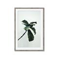 Picture of Green Sprout white _GroupedProduct_Rectangle_Portrait_Photography _GroupedProduct_Rectangle_Portrait_Framed_Matted_
